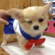 Illustration for article titled Small Dogs Cosplaying as emSailor Moon/em Characters